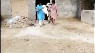 KHATARNAK FATEH JHANGI BULL