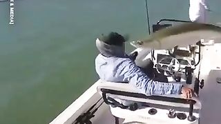 Fish funny