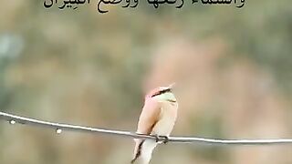 Beautiful telawat quraan short