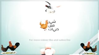 How to take care of chick