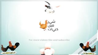How to do candling of chicken