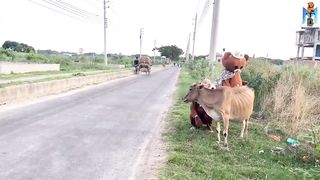 Tardi bear Fanny video