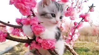 Listen for peace ????️
