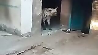 zarakh animal danjer animal _viralvideo _animals