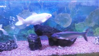 Water life