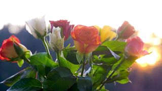 Colourful flowers