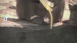 Monkey And Banana