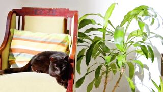 Beautiful cats