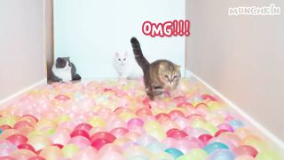 What Can't Cats Walk On?