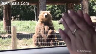 Funny animals