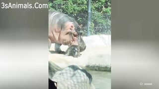Funny animals 2