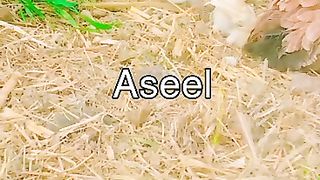 Aseel murghi r usk bchy