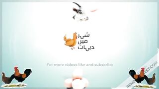 How to separate chicks from Mother Broody Hen