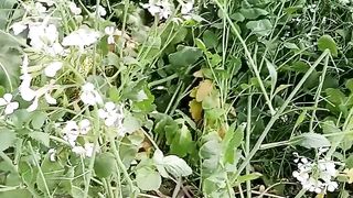 Garden????