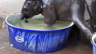The baby elephant broke the water tub|Hathi ke bacche ne Water Tab Tod Diya|