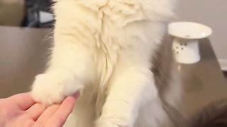 Cat mom's be like
