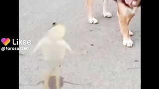 Funny entertainment