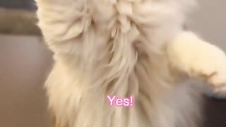 Conversation with cutest cato