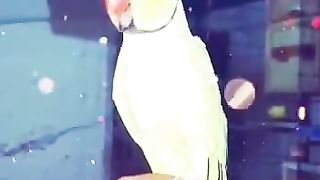 Parrotes Talk| Tota Ki Awaz | Mian Methu Churi