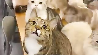 Cat ????