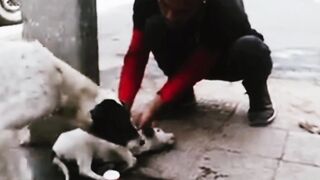 Dog mother wondering for baby dog