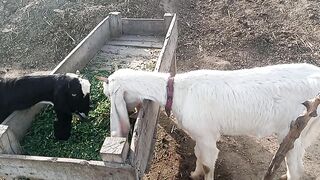 Goat eating