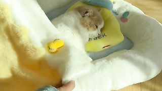 #Cute #cat ????????