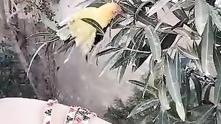 LoveBird #loveBird