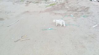 This white tabby cat looks so cute and adorable