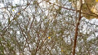 Beautiful tree with tiny yellow flowers