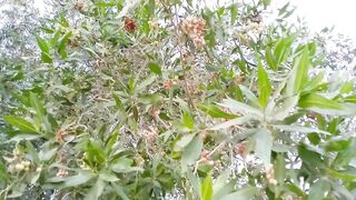 Beautiful home garden tree