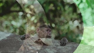 Animal Alphabet #shorts #animals #sound
