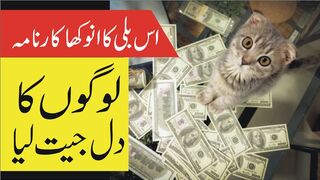 The Cat That Bring Home Money | Cat Documentary Informative TV