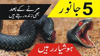 5 Janwar Jo Mar Kar Be Zinda Rehe | Informative TV