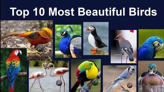 Top 10 Most Beautiful Birds In The World 2020 | Informative TV