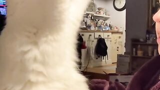 Cutest cat conversation