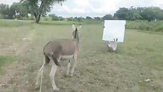 Funny video donkeyn