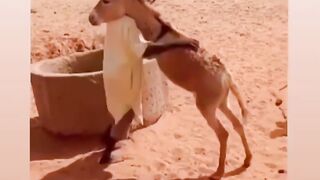 Funny best video funny ????????????????