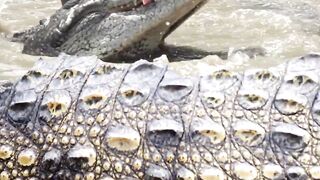 The Crocodiles