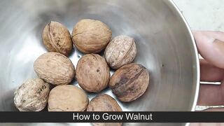 How to Grow Walnut Tree from Seed at home Easy Process DIY