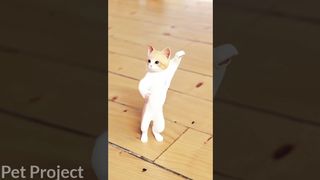 Cat funny dance video ????????
