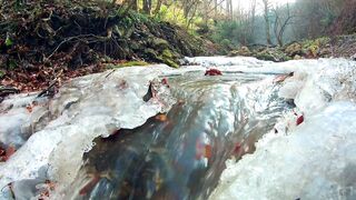 Beautiful Fish with relax nature