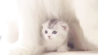 Adorable friendship between cat and dog