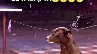 मद द करे इन जानवरो . कि????