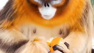 Cute monkey eating orange