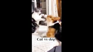 cat_and__dog