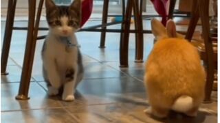 cat and rabbit funny video