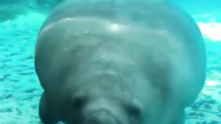 Best Funny Animal Videos Of The 2022 ???? - Funny weee animal moments Videos 2021