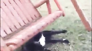 Funny video animal