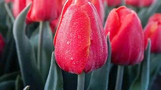Amazing flowers ????????????